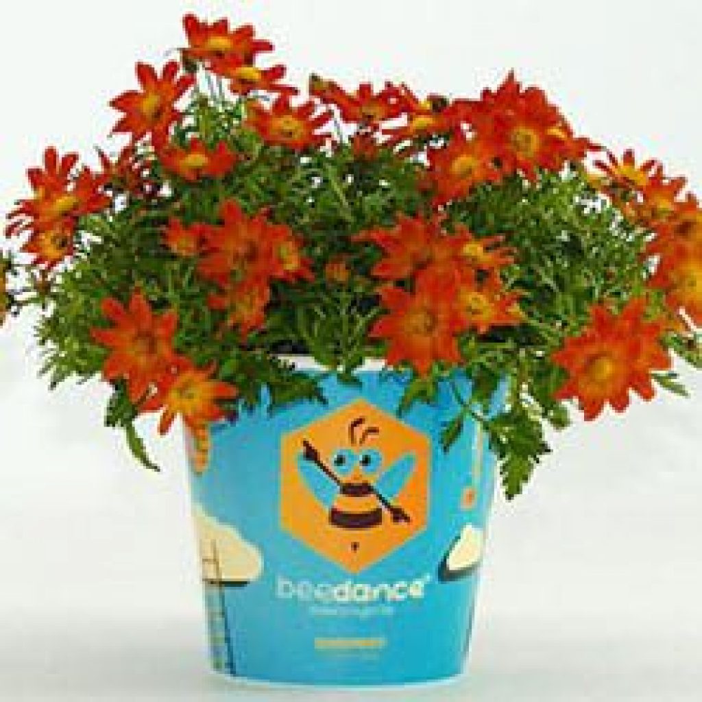 Moerheim New Plant stond met een aantal interessante introducties op de IPM. Voor hun Bidens hybride Beedance® Painted Red die zij daar introduceerden in een totaalconcept ...