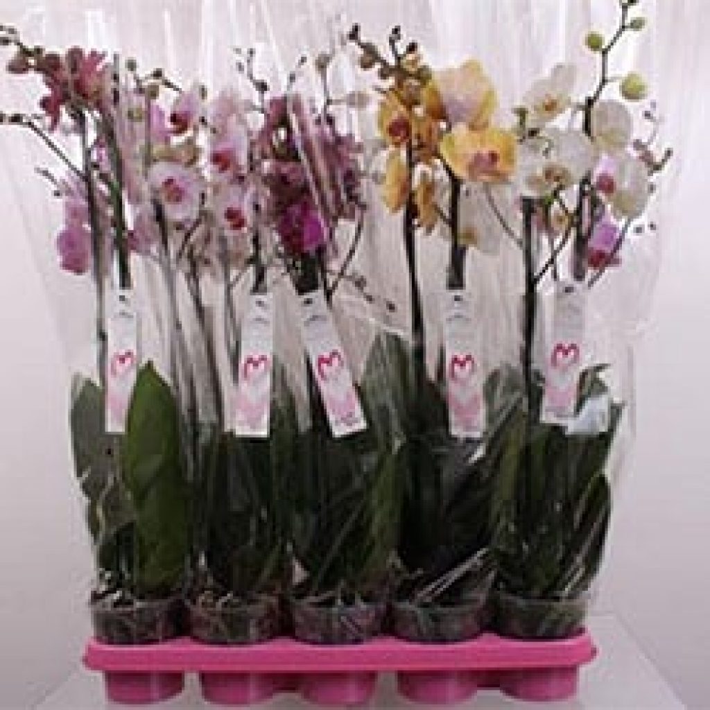 Zoals menigeen wellicht al is opgevallen, heeft het label van Maarel Orchids een restyle gekregen. Zonder de identiteit van Maarel Orchids uit het oog te verliezen, hebben onze ...