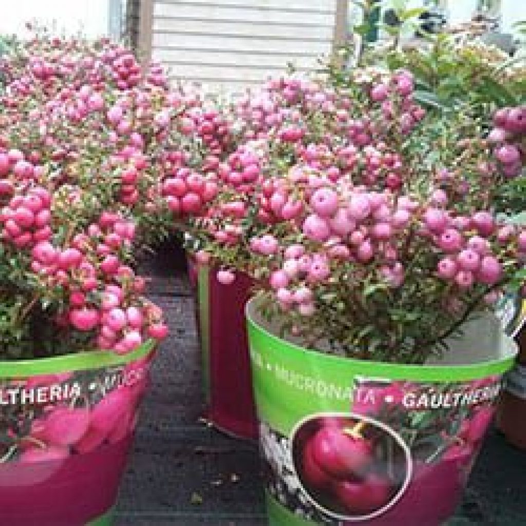 Het bedrijf Windhorst & Zn. uit Boskoop heeft voor zijn Gaultheria mucronata bij ons een nieuwe verpakking laten ontwerpen en produceren. Ze waren op zoek naar een vorm ...