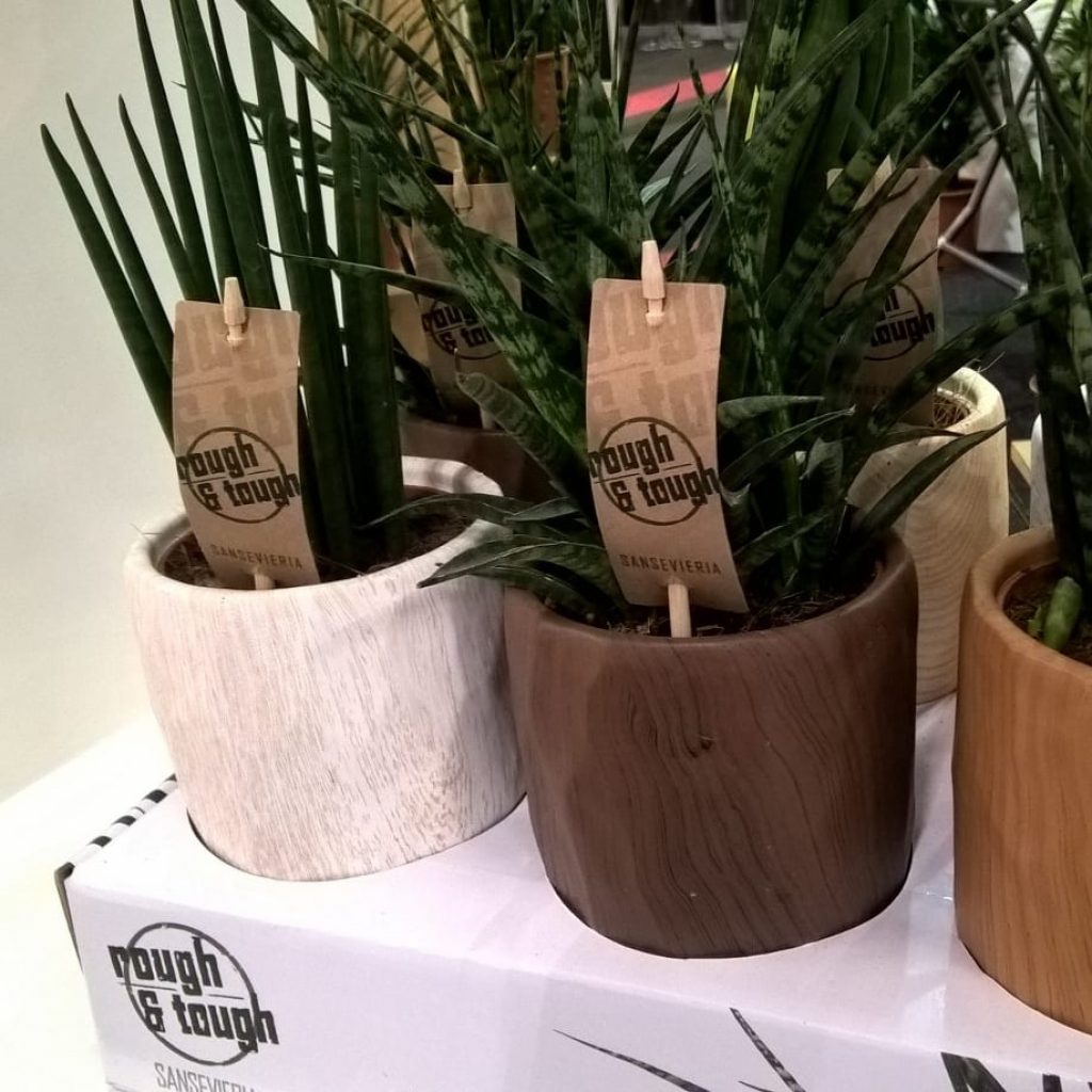 Met de naam Rough & Tough presenteert Fachjan uit Honselersdijk een serie van meer dan dertig Sansevieria’s. Rough & Tough straalt de unieke kenmerken van ...