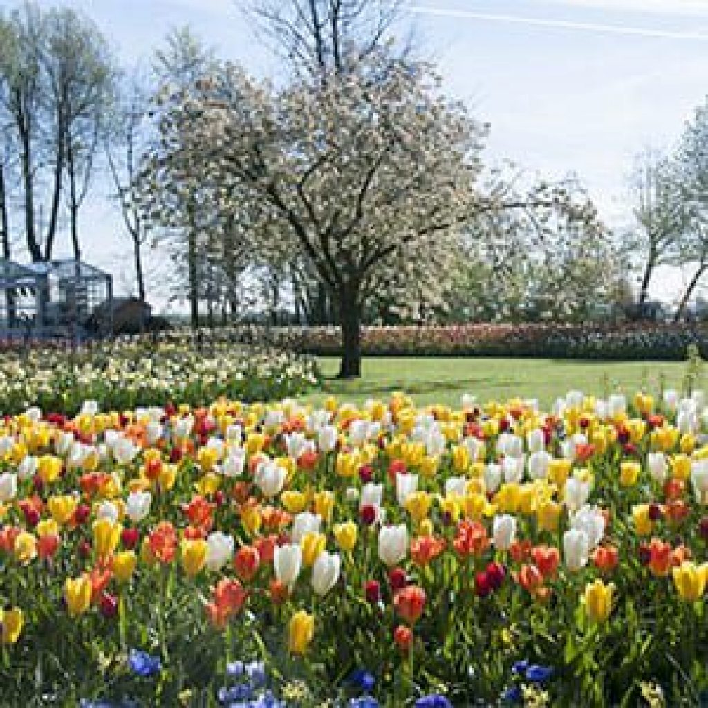 Keukenhof opent deze maand weer haar deuren en is geopend van 23 maart tot en met 21 mei. Dit geeft ons, onze vakgenoten én de consumenten ...