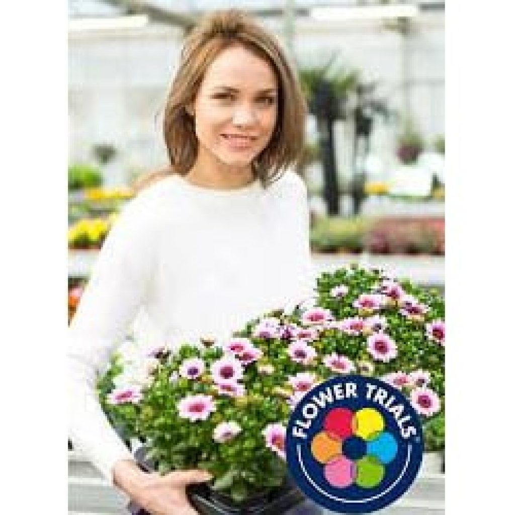 Van 13 t/m 16 juni worden de Flowertrials gehouden. Voor u misschien goed te combineren met een bezoek aan ons bedrijf! Neem wel van tevoren contact op met uw accountmanager ...