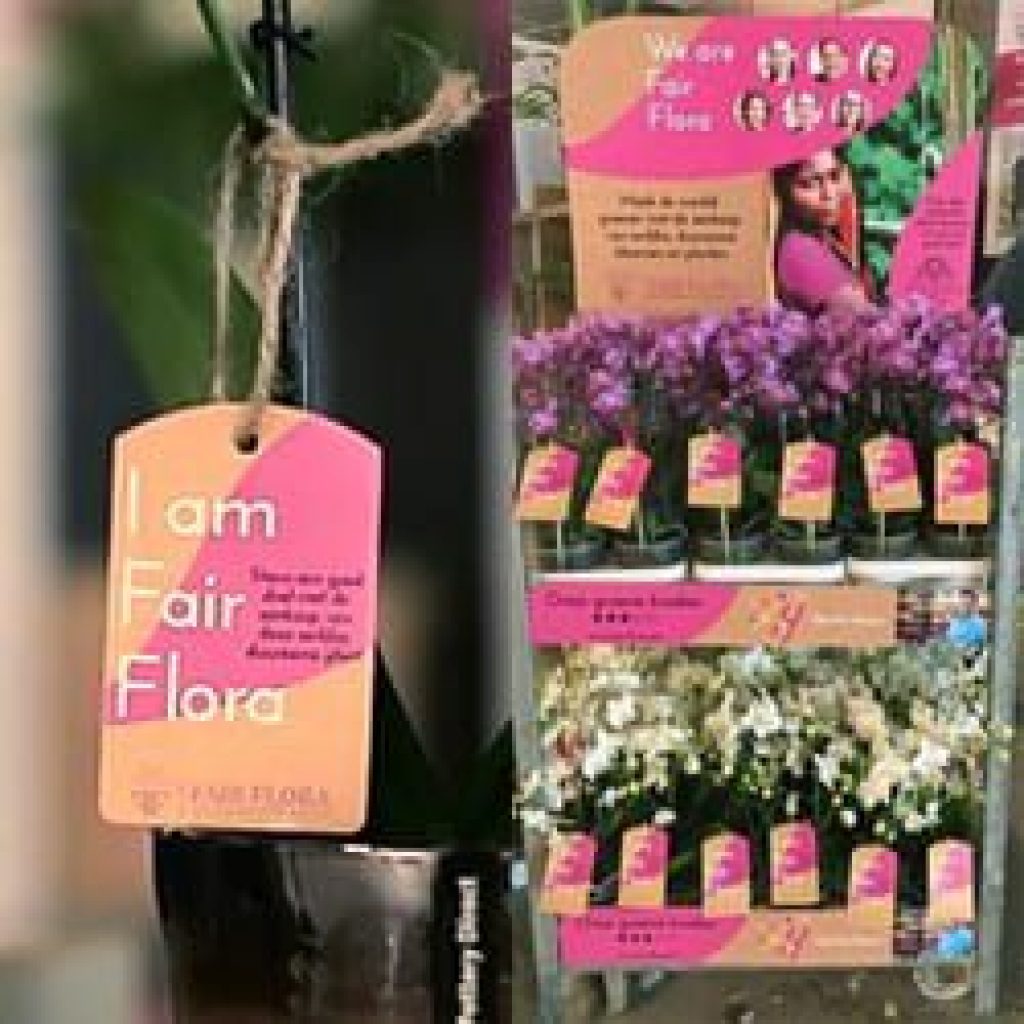 Tijdens de Garden Retail Experience (TREx) in Nieuwegein is 'Fair Flora' gelanceerd: een nieuw bloemen- en plantenlabel dat ...