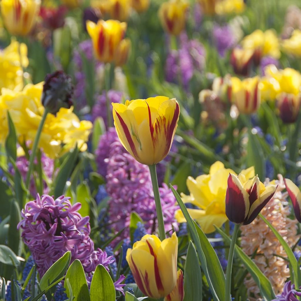 Keukenhof is hèt platform van de Nederlandse sierteeltsector met de nadruk op bolbloemen. De afgelopen weken was Keukenhof...