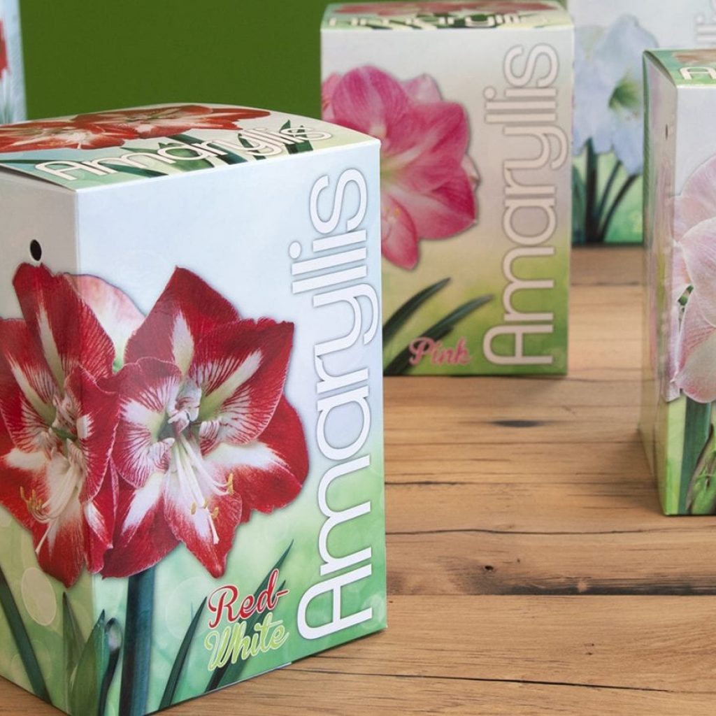 Dit keer is het product in beeld onze standaard Amaryllis geschenkdozen. Met deze verpakking beschermt u niet alleen de Amaryllisbol, maar wordt de bol ook een cadeauartikel...