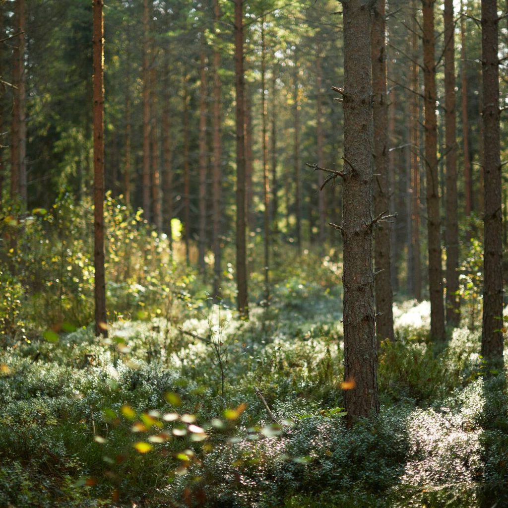 Uw producten vragen om duurzame, innovatieve verpakkingen die een natuurlijke bescherming...