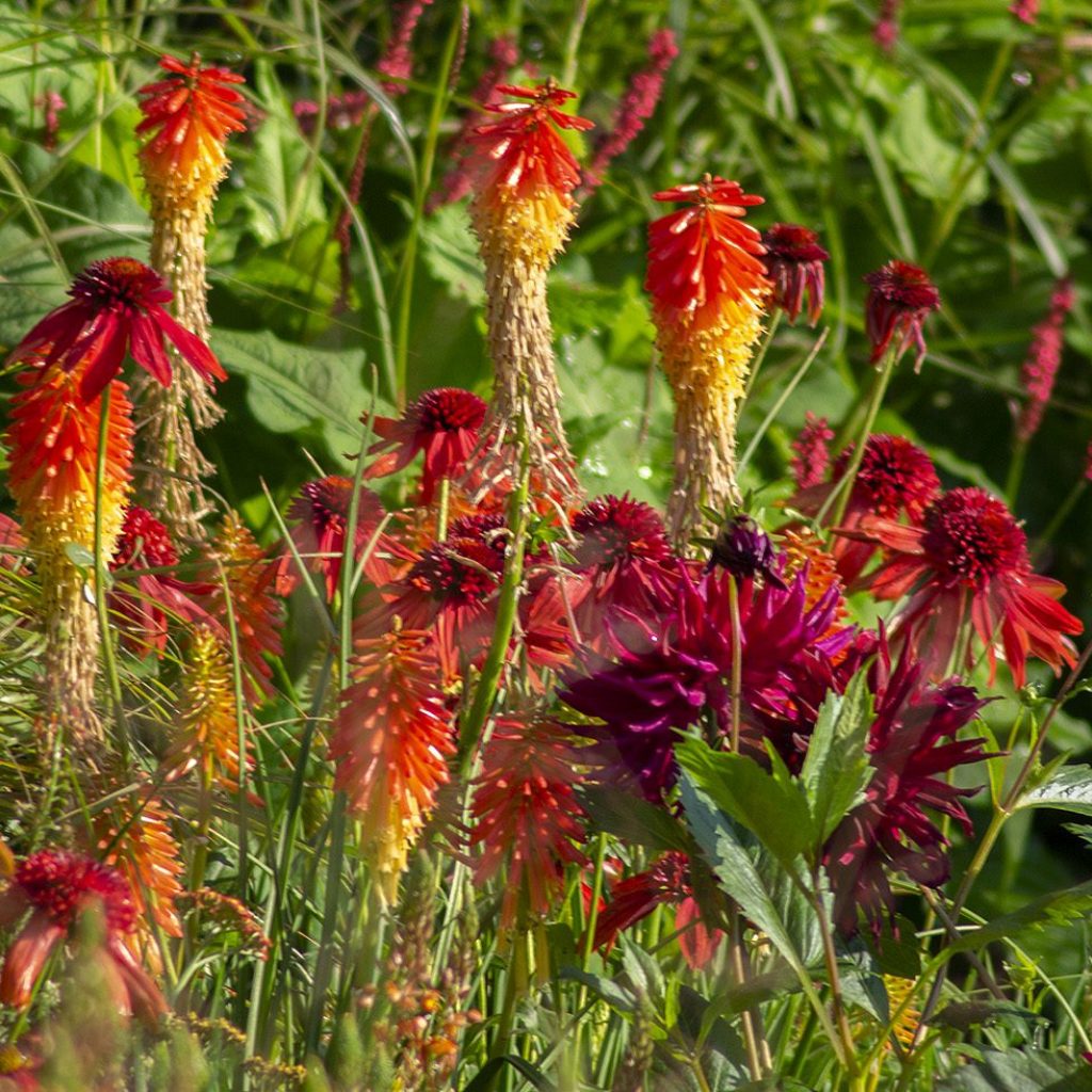 De Chelsea Flower show wordt al 108 jaar georganiseerd door de RHS op het terrein van The Royal Hospital Chelsea in Londen...